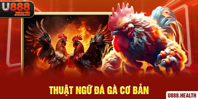 Thuật ngữ đá gà cơ bản