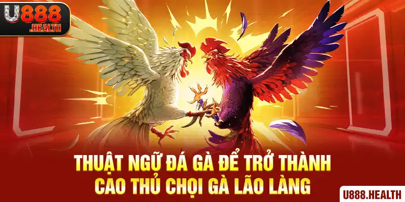 Thuật Ngữ Đá Gà Để Trở Thành Cao Thủ Chọi Gà Lão Làng